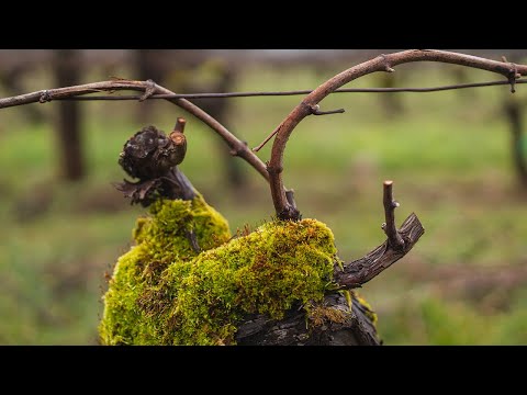 Pruning at Brooks