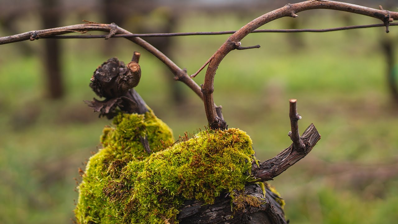 Pruning at Brooks
