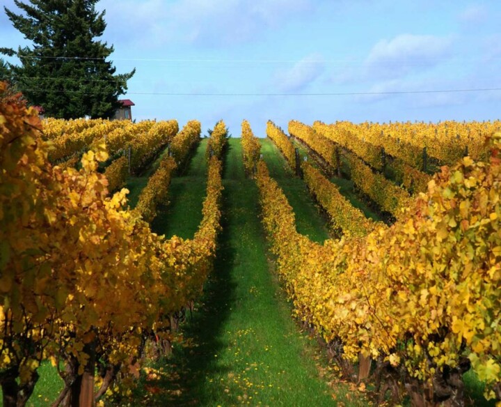 scenic photo of yellow vineyards