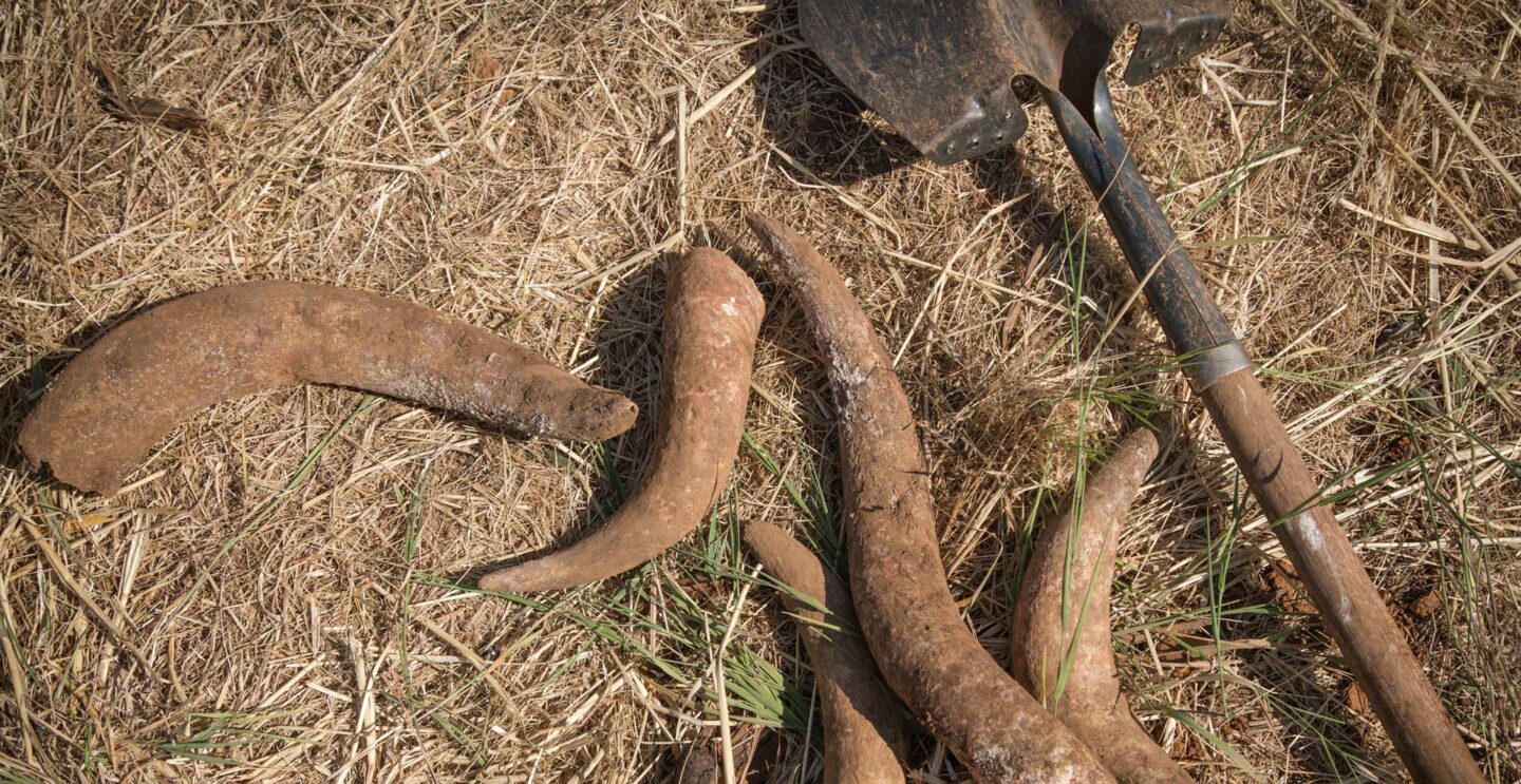 horns and shovel on dirt