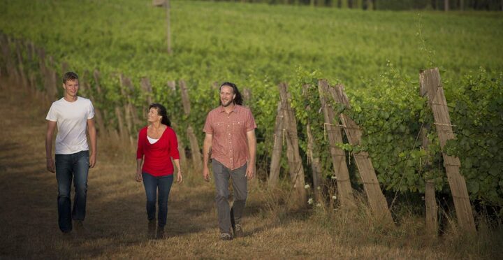 three people walking through a vineyard