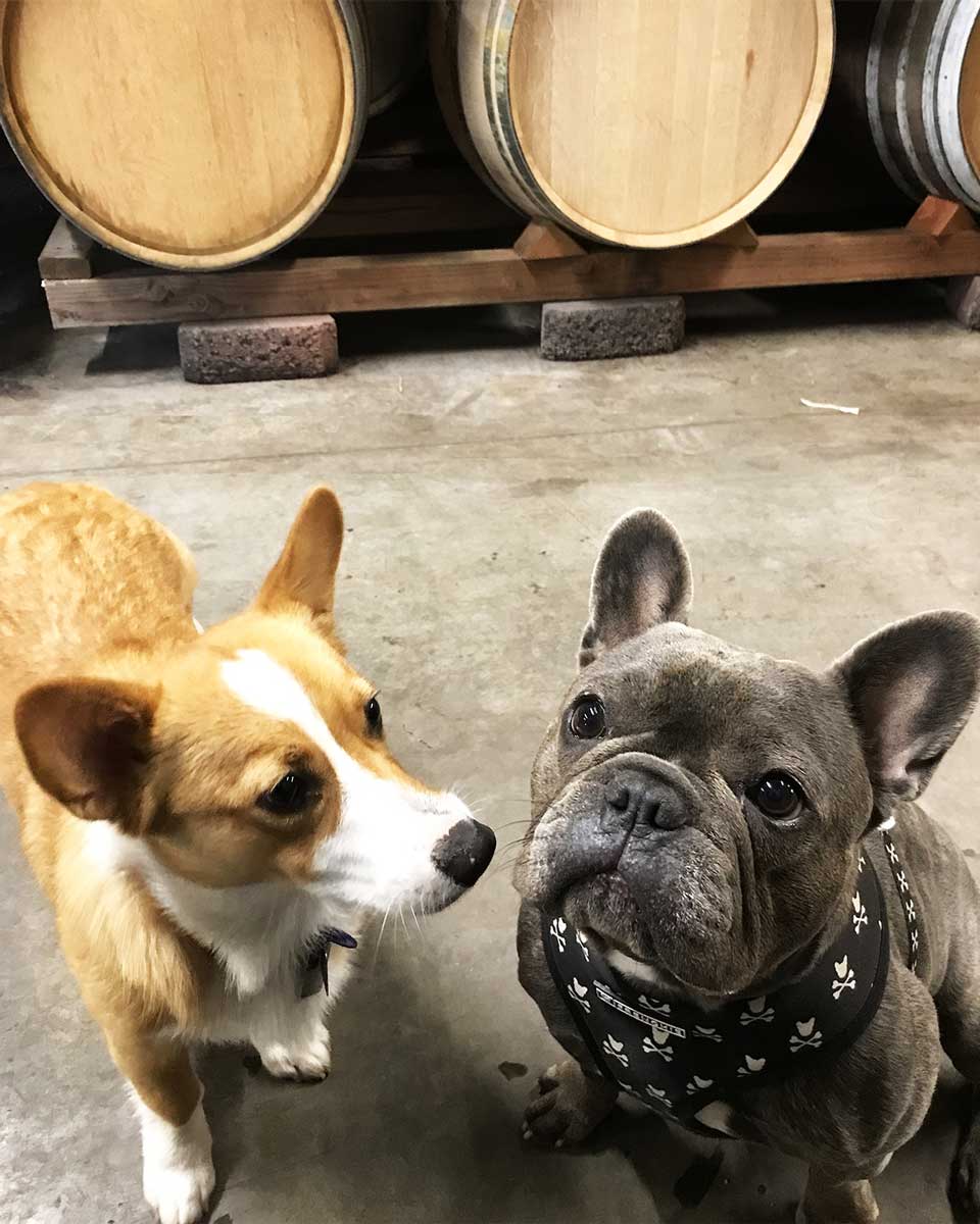 two dogs standing in front of a wine barrel