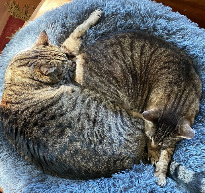 Janie's cats, Milo and Dragon curled up together. 