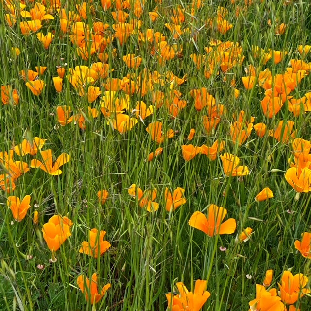 Nature's finest bright yellow wildflowers in full bloom during a visit to Willamette Valley in Oregon.