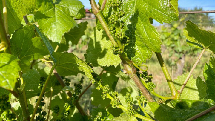 Flowering in the vineyard