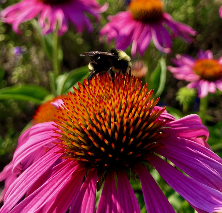 Bumble Bees, Name Those Chicks and the Old Salts