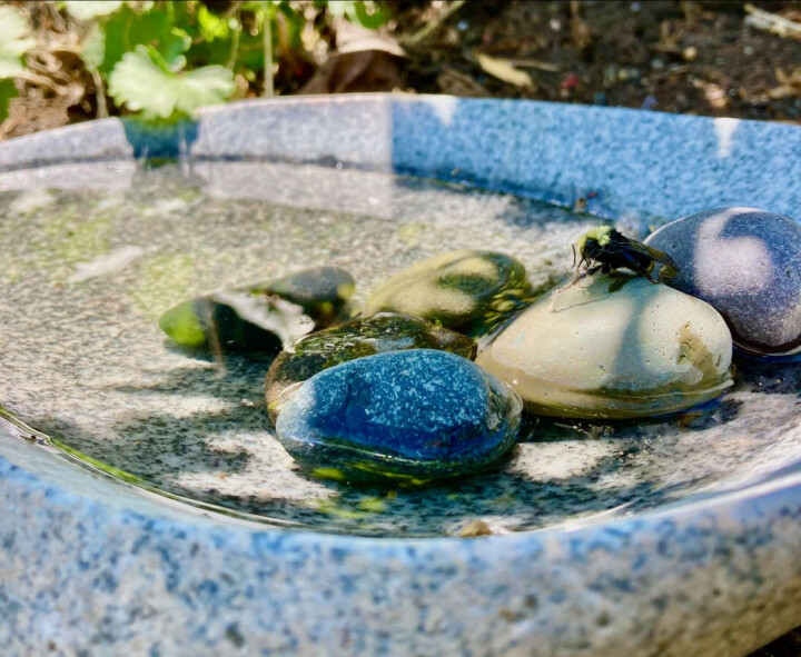 A bee sits upon a stone in a fountain