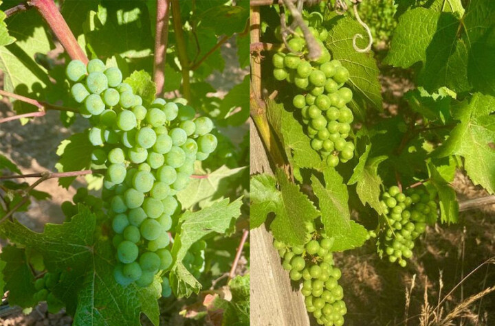 Brooks Estate Riesling (left) and Pommard (right) planted in 1974.