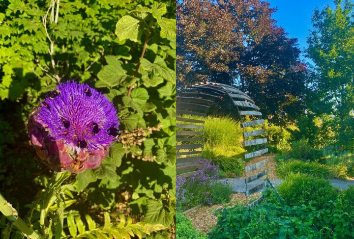 Left artichoke flowers. Right: A trellis using old barrel staves