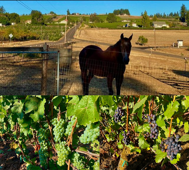 Top: A horse in a pasture. Bottom: A row of Brooks grapes on the vine.