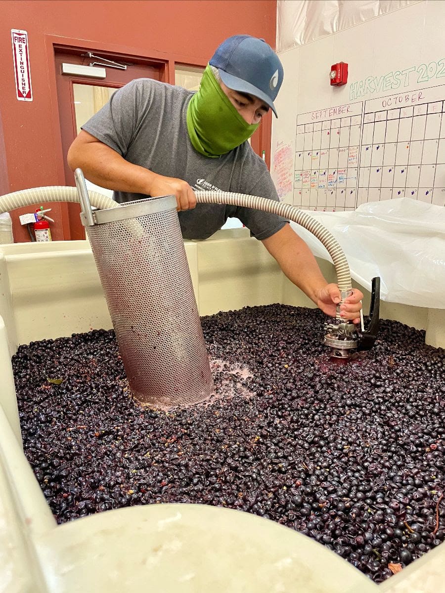 Intern Gregory does a pump over on a bin of Brooks Pinot Noir grapes