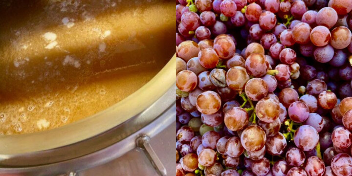 On the left: the orange muscat fermenting in tank. On the right: the most beautiful colored Gewurztraminer fruit from Oak Ridge Vineyard.