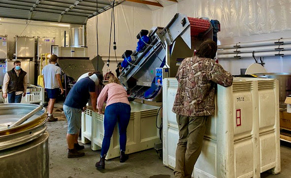 The team processes Pinot Noir Grapes as it comes through the destemmer