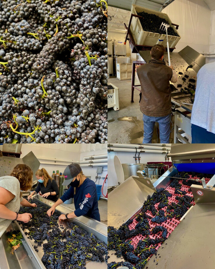 Top left: Beautiful Mt. Eden pinot noir from Eola Springs Vineyard. Top right: Production Associate Tom uses the pitchfork to gently and slowly bring clusters from the bin to the sorting table. Bottom left: Denise, Lauren, and Kristi sort the clusters removing leaves or other debris. Bottom right: The clusters head up the destemmer where the berries are separated from the stems. Inside the machine, there are little fingers that push the berries through the holes in the pink sheet.