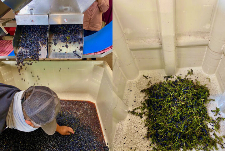 On the left, the berries fall into a clean bin. Intern Gregory makes sure any stems that accidentally made it in are removed. A cold and messy job! On the right: the stems that are collected in bins and are ultimately made into mulch.