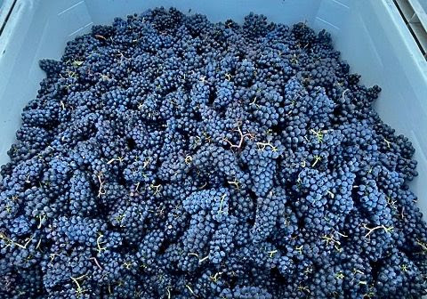 Pinot Noir grapes in a picking bin