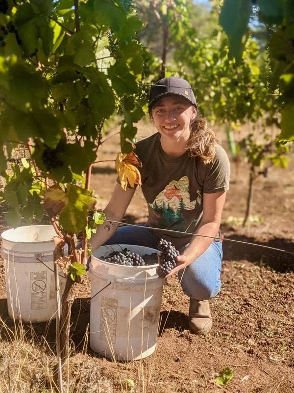 An intern picking Pinot Noir