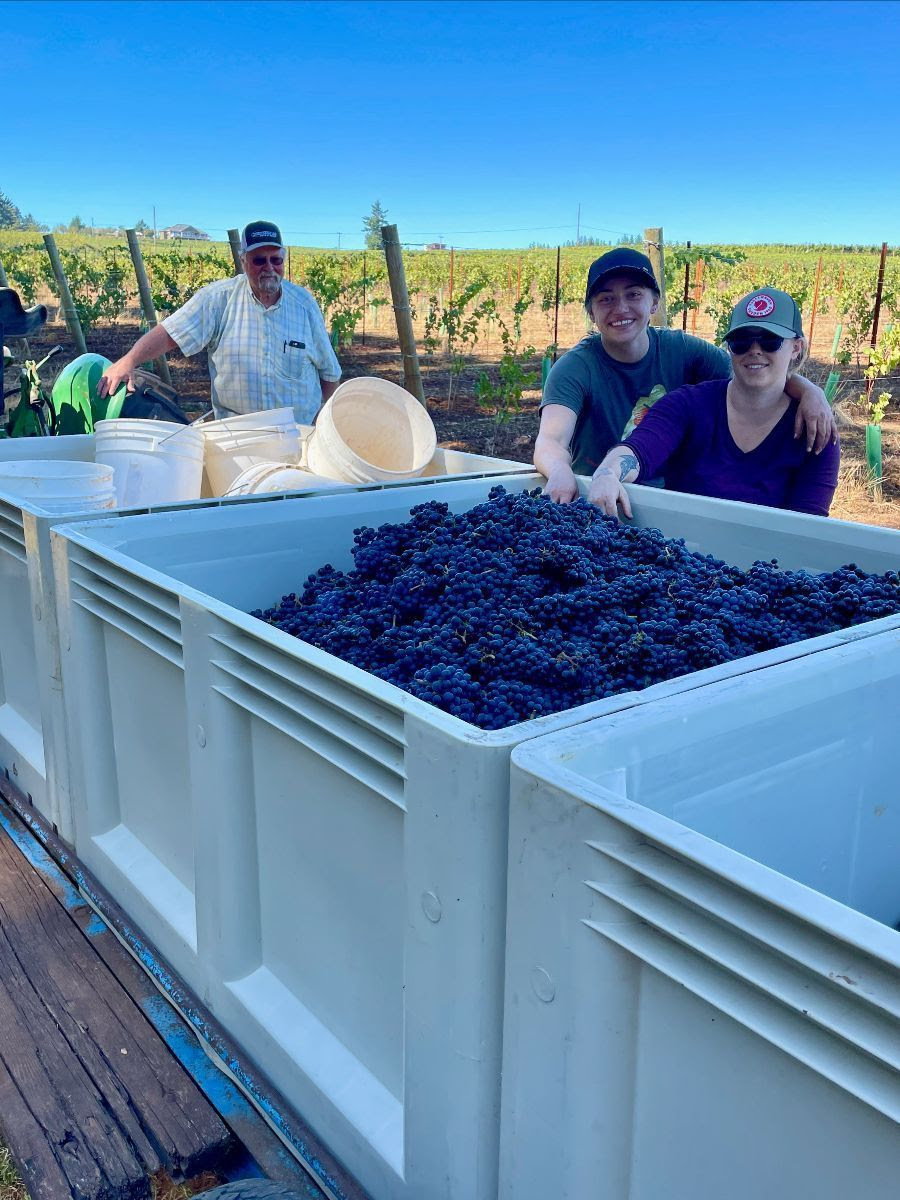 The team putting buckets of grapes into the picking bins