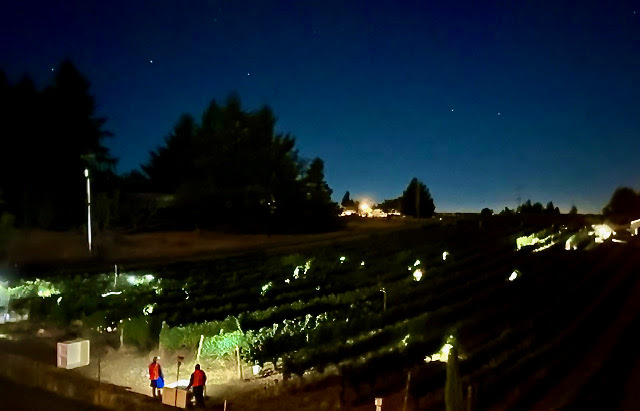 The vineyard crew picking the pinot noir under the stars