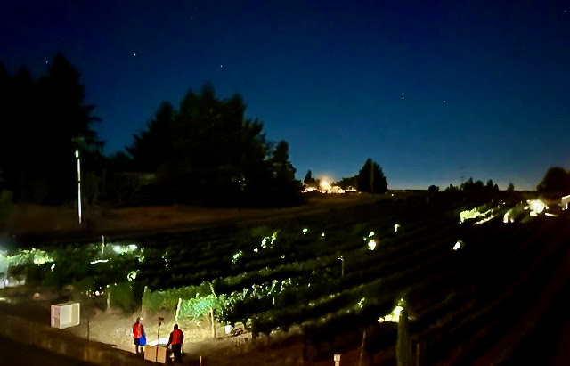 The vineyard crew picking the pinot noir under the stars 