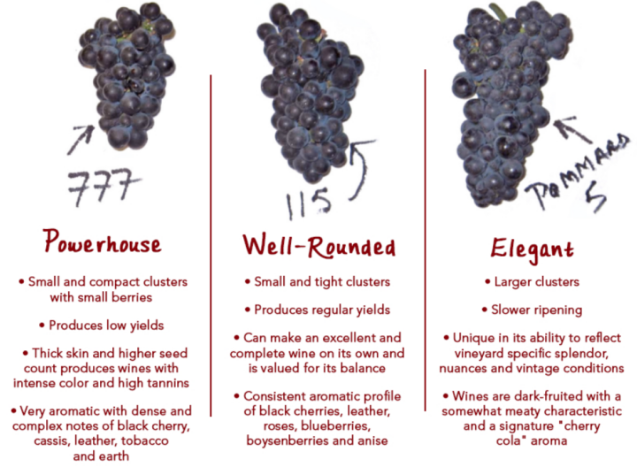 Three different clusters of Pinot Noir clones and their descriptions.