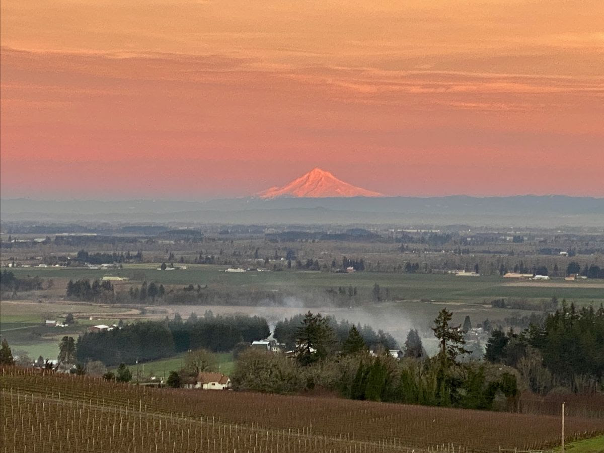 A beautiful pink sky over Mt Hood as lit by the setting sun at Brooks Wine.