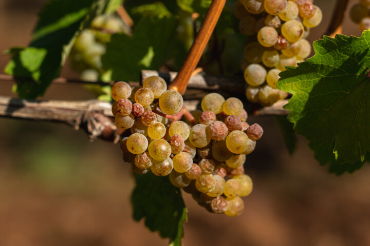 Grapes on vines at Brooks Estate vineyards