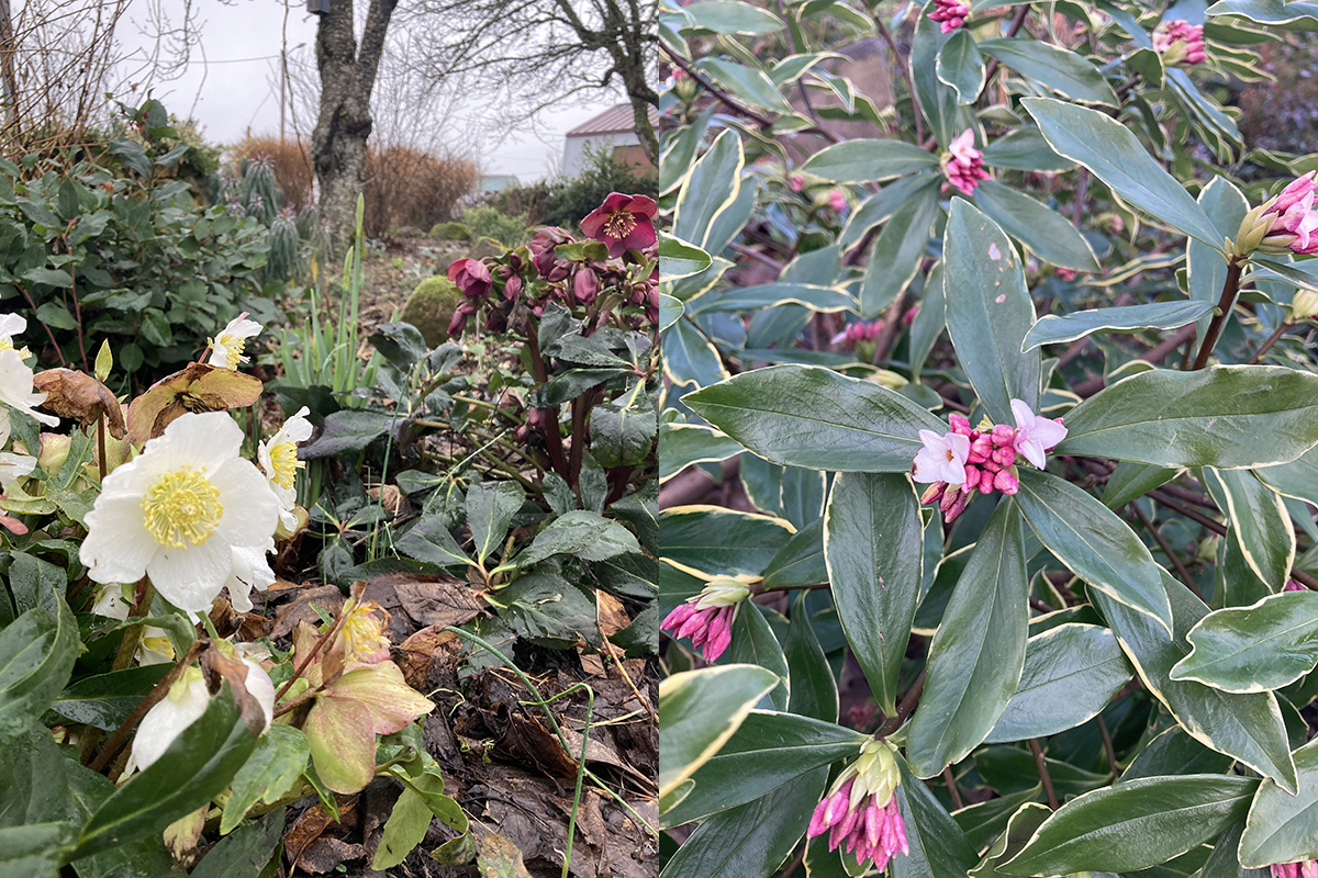 February in the Brooks Estate Garden