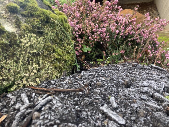 Soil of the Brooks garden.