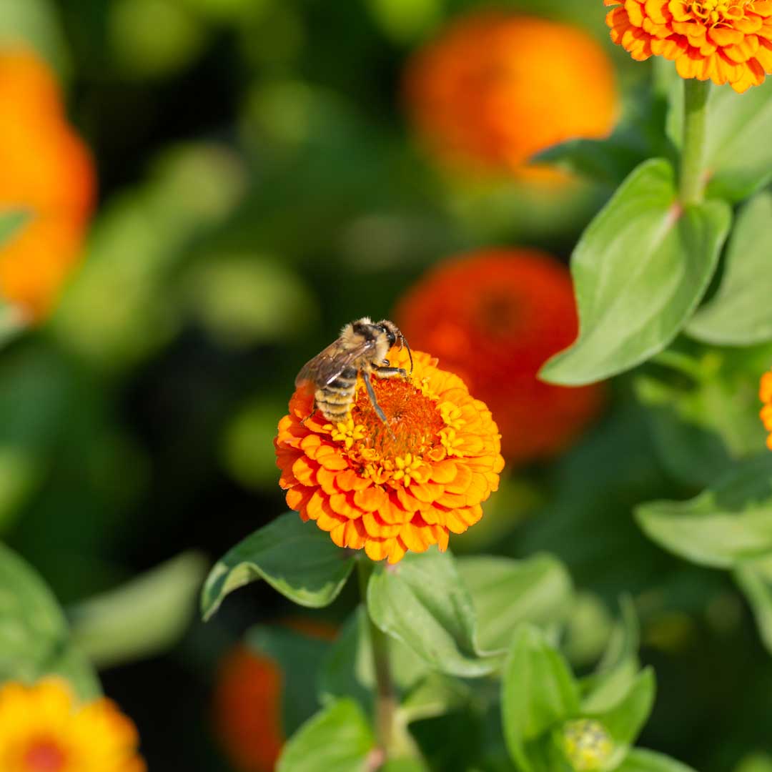 Bumblebee on bright orange flower in garden