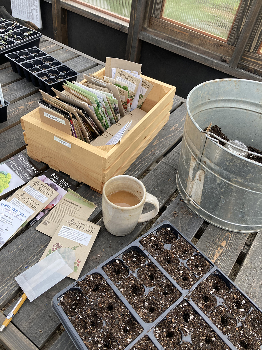 Seedlings in Brooks Wine's greenhouse.