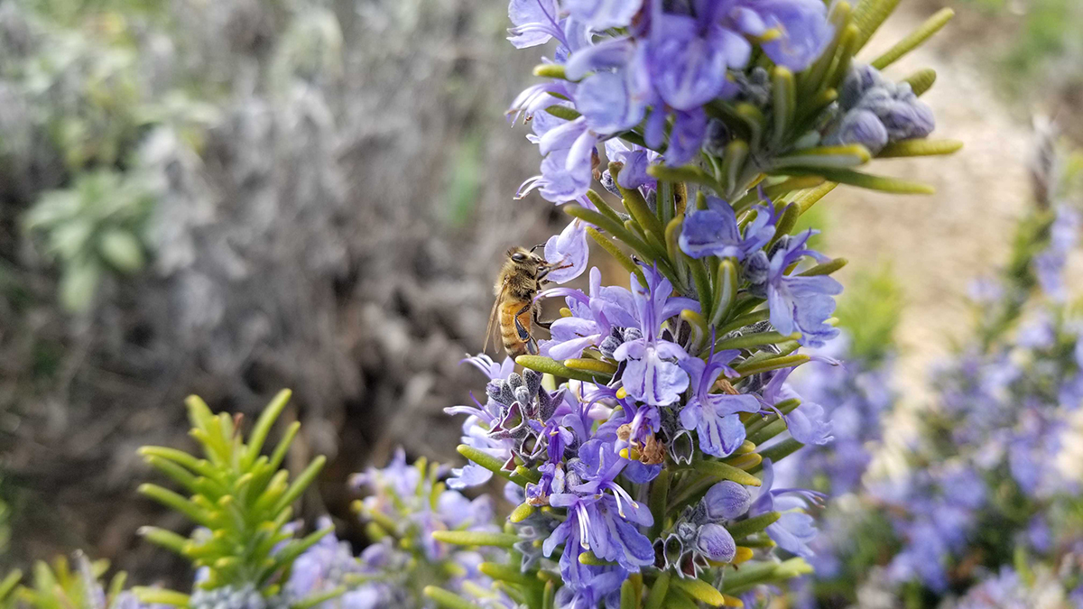 honey bees in the blooms at Brooks biodynamic gardens, Willamette Valley Oregon