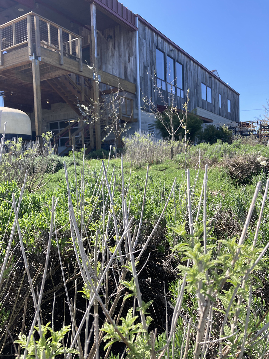 Biodynamic Garden at Brooks Winery, Amity Oregon, Willamette Valley