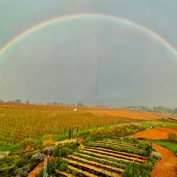 Rainbow over Brooks garden and vineyards