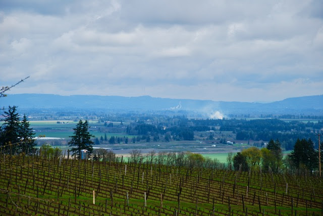 The view from Brooks tasting room of the Estate Vineyard and mountains.