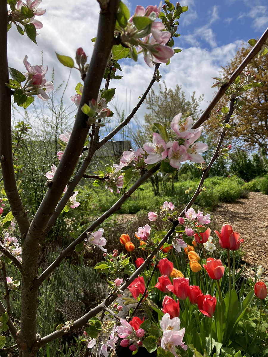 Spring flowers and blossoms in the Brooks Estate Garden.