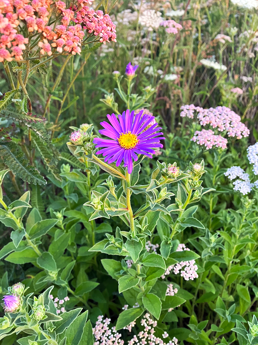 An aster flower in the Brooks Estate Garden.