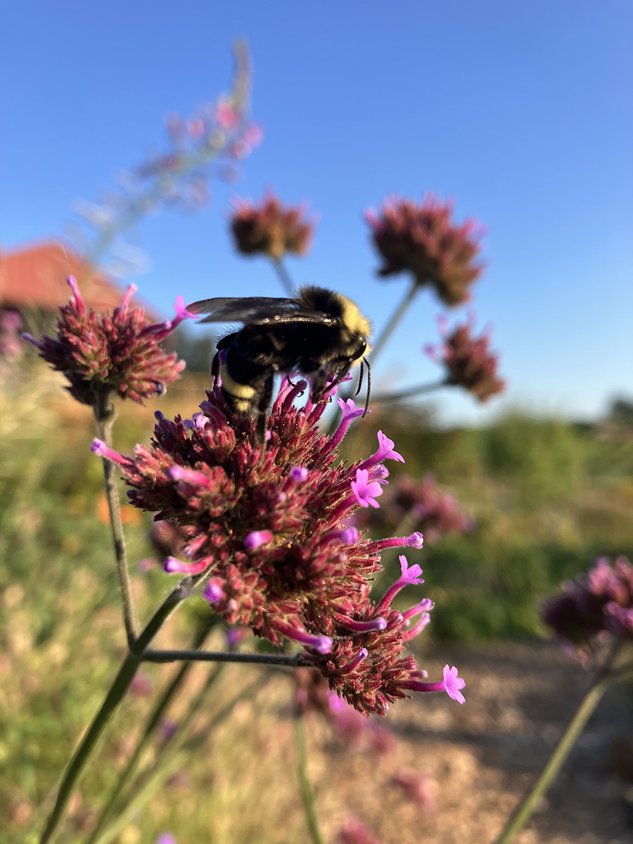 A bee rests on a flower in the Brooks Estate Garden.