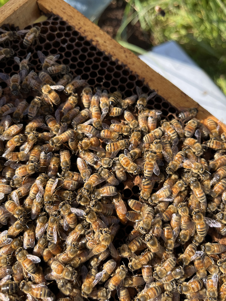 Brooks Estate bees making honey in their hive.