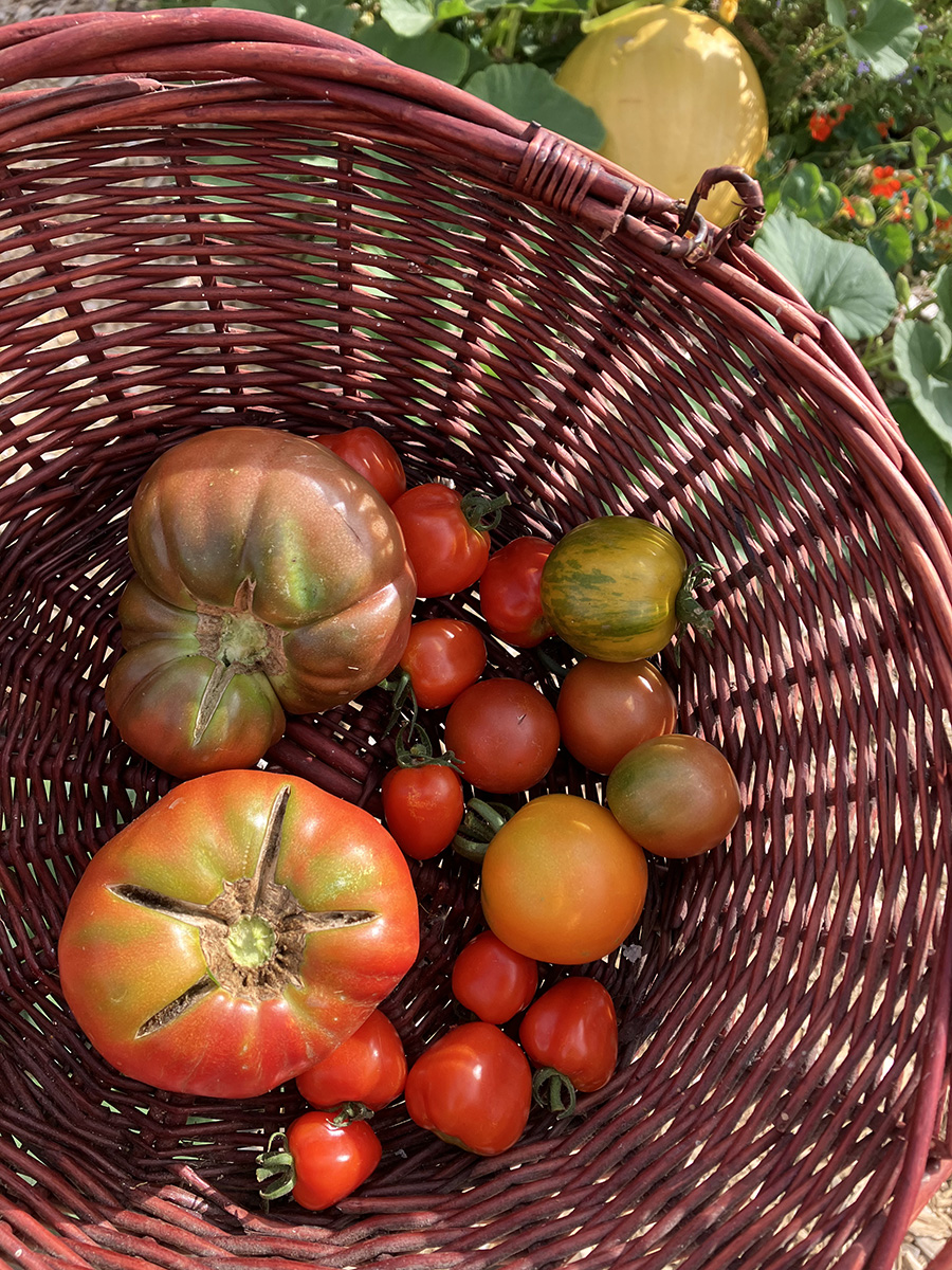 Basket of heirloom tomatoes harvested from the Brooks Estate garden.