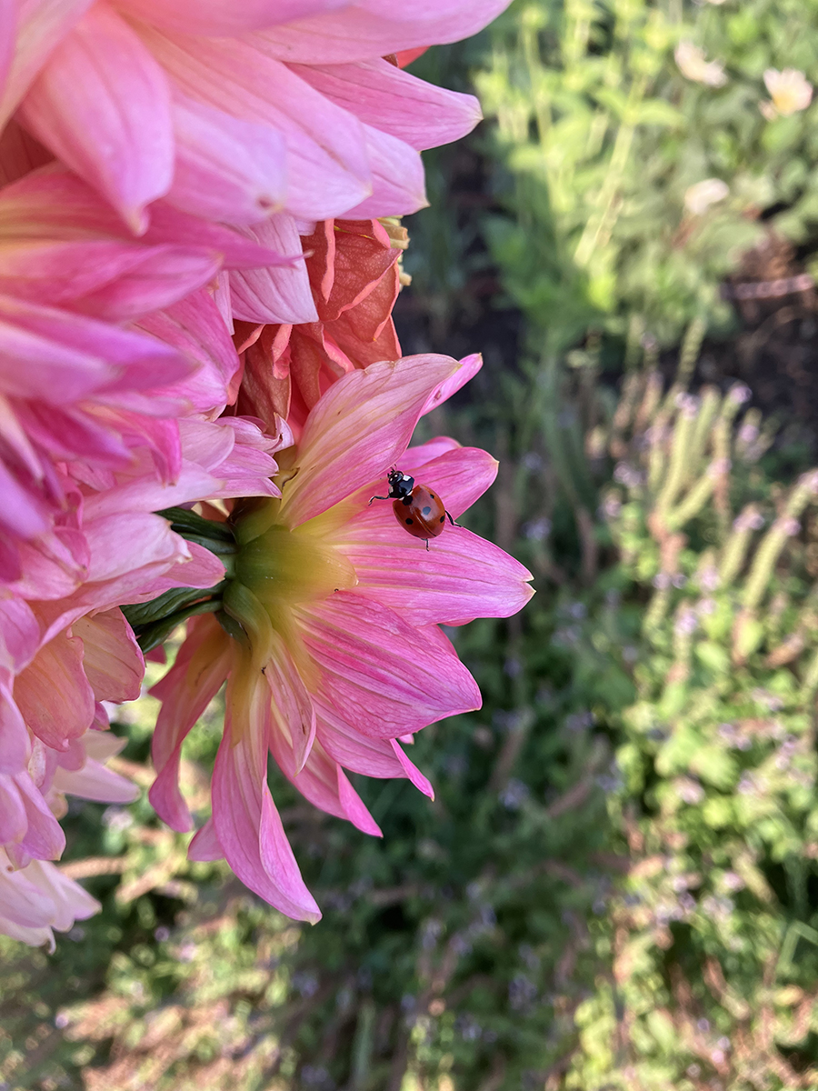 A ladybug perches on a flower in the Brooks Estate Garden.