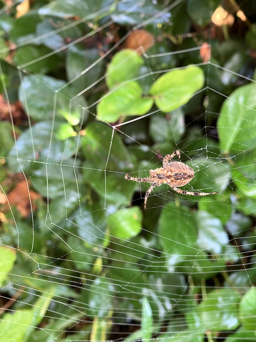 A spider sits on its web in the Brooks Estate Garden.