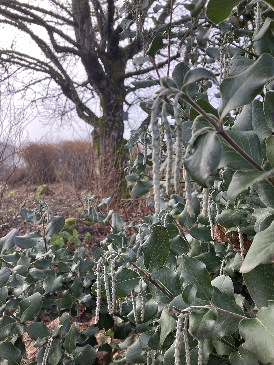 New growth pops up in the Brooks Estate Garden.