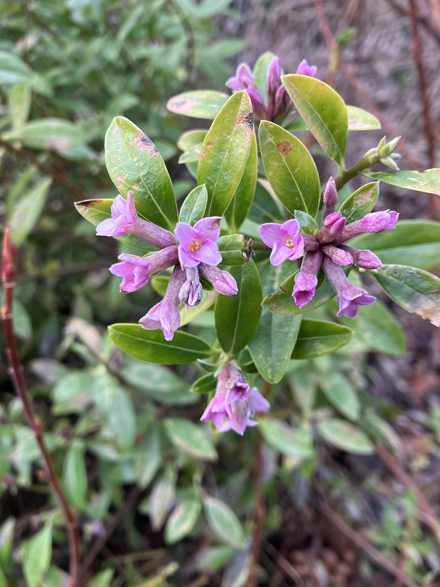 Early blooming flowers in the Brooks Estate garden.