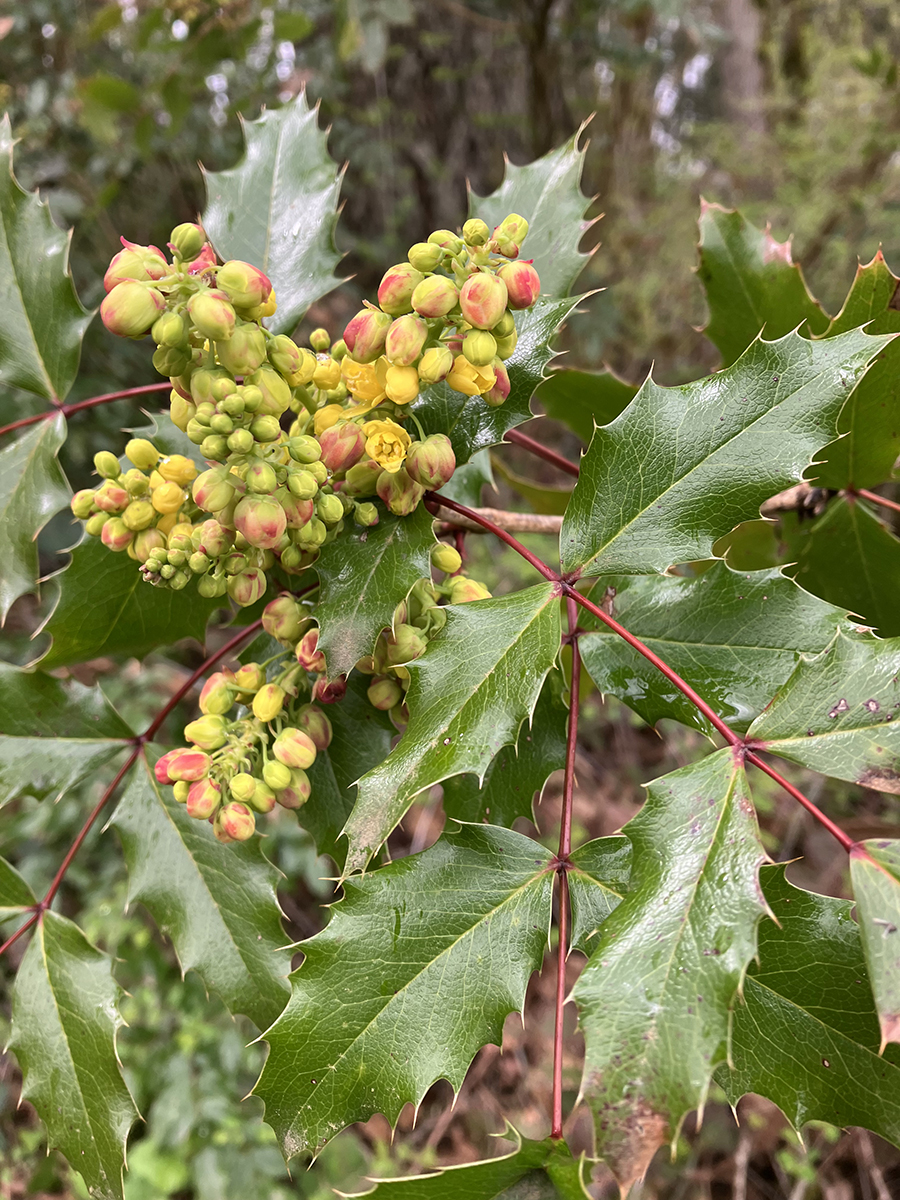 Brand new spring buds appear in the Brooks Estate Garden.