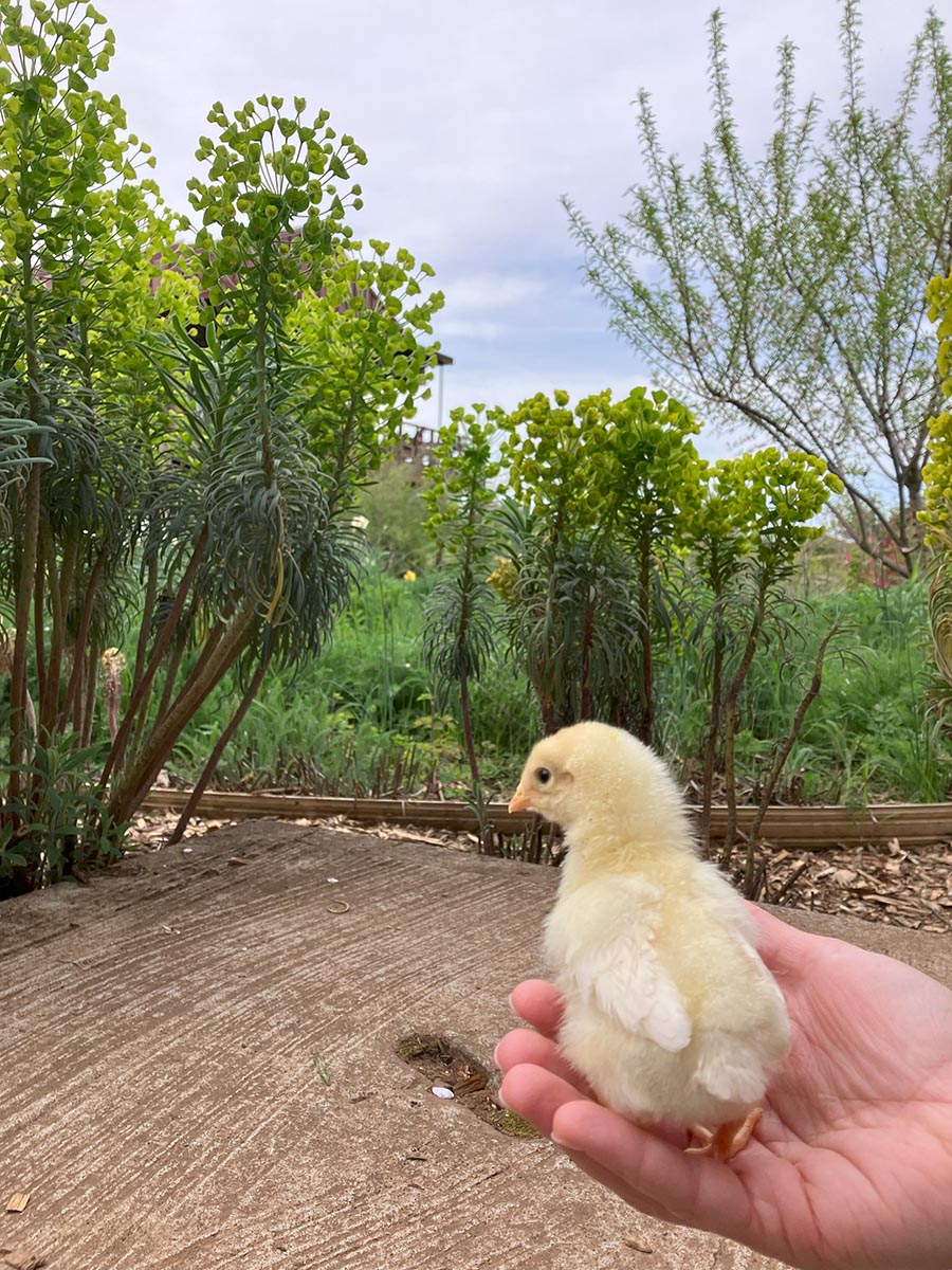 A baby chick arrives at Brooks.