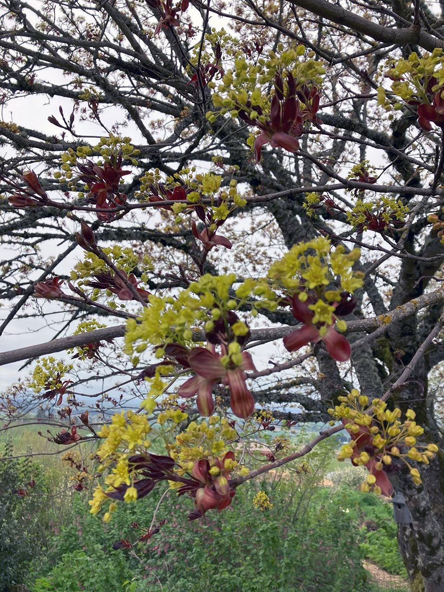 A maple tree in the Brooks Estate Garden blooms.