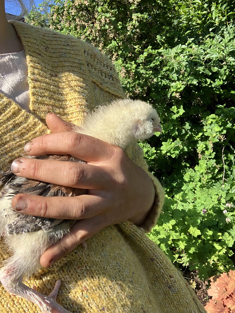 Brooks Estate Gardener, Shannon holds a baby chick.