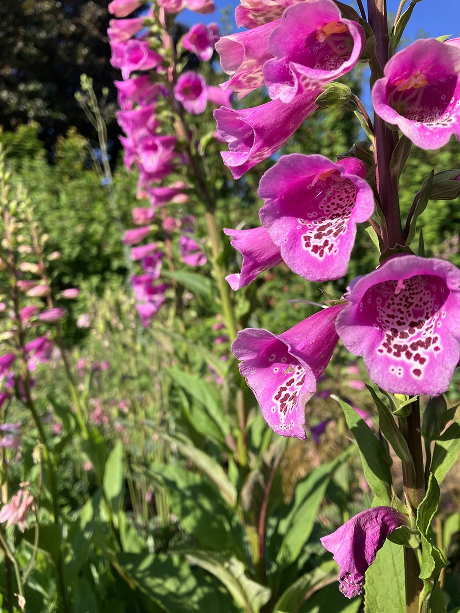 Gorgeous pink flowers blooming in the Brooks Estate Garden.