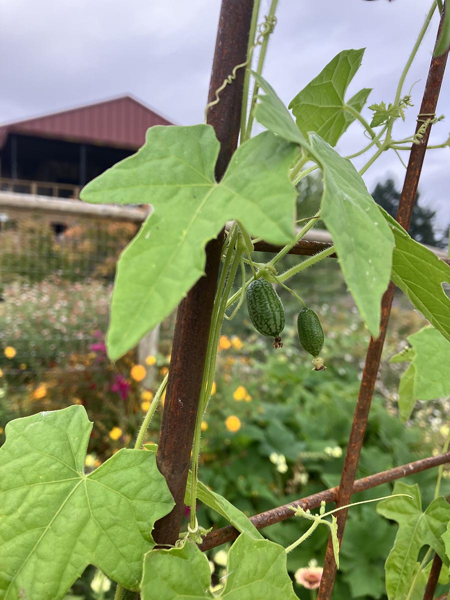 Baby squash growing on the vine in the Brooks Estate Garden.